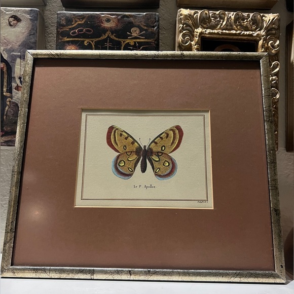 Butterfly Le P Apollon Vintage Framed Print‎
